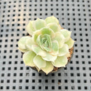 Echeveria 'Onslow' Variegated 1" Succulent Plant