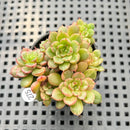 Echeveria sp. Variegated Cluster 2" Succulent Plant