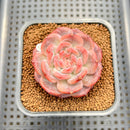 Echeveria 'Pumpkin' 2" Succulent Plant Cutting