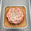 Echeveria 'Pumpkin' 2" Succulent Plant Cutting