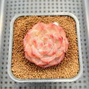 Echeveria 'Pumpkin' 2" Succulent Plant Cutting