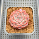 Echeveria 'Pumpkin' 2" Succulent Plant Cutting