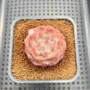 Echeveria 'Pumpkin' 2" Succulent Plant Cutting