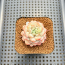 Echeveria 'Pearl Bean' 1" Succulent Plant Cutting