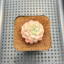Echeveria 'Pearl Bean' 1" Succulent Plant Cutting