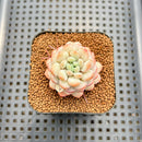 Echeveria 'Pearl Bean' 1" Succulent Plant Cutting