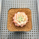 Echeveria 'Pearl Bean' 1" Succulent Plant Cutting