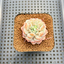 Echeveria 'Pearl Bean' 1" Succulent Plant Cutting