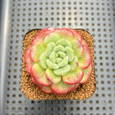 Echeveria 'Carol' 2" Succulent Plant Cutting
