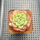 Echeveria 'Carol' 2" Succulent Plant Cutting