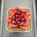 Echeveria 'Pine Rose' 2" Succulent Plant Cutting