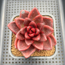 Echeveria 'Pine Rose' 2" Succulent Plant Cutting