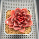 Echeveria 'Pine Rose' 2" Succulent Plant Cutting