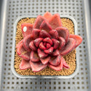 Echeveria 'Pine Rose' 2" Succulent Plant Cutting