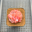 Echeveria 'Snow Hibiscus' 2" Succulent Plant Cutting