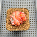 Echeveria 'Snow Hibiscus' 2" Succulent Plant Cutting