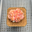 Echeveria 'Snow Hibiscus' 2" Succulent Plant Cutting