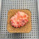Echeveria 'Snow Hibiscus' 2" Succulent Plant Cutting