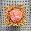 Echeveria 'Snow Hibiscus' 2" Succulent Plant Cutting