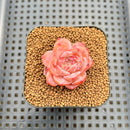 Echeveria 'Snow Hibiscus' 1"-2" Succulent Plant Cutting