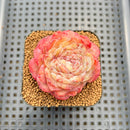 Echeveria 'Ice Queen' 2" Succulent Plant Cutting
