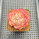 Echeveria 'Ice Queen' 2" Succulent Plant Cutting