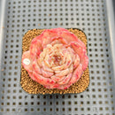 Echeveria 'Ice Queen' 2" Succulent Plant Cutting
