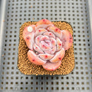 Echeveria 'Melbourne' 2" Succulent Plant Cutting