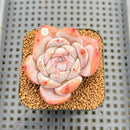 Echeveria 'Melbourne' 2" Succulent Plant Cutting