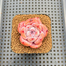 Echeveria 'Melbourne' 2" Succulent Plant Cutting