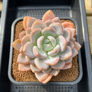 Graptoveria 'Queens Bowl' 4" Succulent Plant Cutting