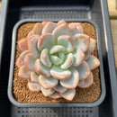 Graptoveria 'Queens Bowl' 4" Succulent Plant Cutting