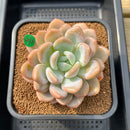 Graptoveria 'Queens Bowl' 4" Succulent Plant Cutting