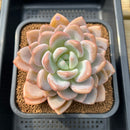 Graptoveria 'Queens Bowl' 4" Succulent Plant Cutting