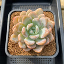Graptoveria 'Queens Bowl' 4" Succulent Plant Cutting