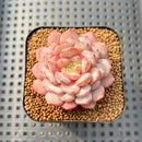 Echeveria 'Pink Turtle' 2" Succulent Plant Cutting