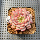 Echeveria 'Pink Turtle' 2" Succulent Plant Cutting