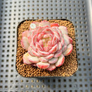 Echeveria 'Pink Turtle' 2" Succulent Plant Cutting