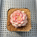 Echeveria 'Pink Turtle' 2" Succulent Plant Cutting