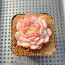 Echeveria 'Pink Turtle' 2" Succulent Plant Cutting