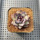 Echeveria 'Black Bear' 2" Succulent Plant Cutting