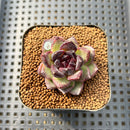 Echeveria 'Black Bear' 2" Succulent Plant Cutting