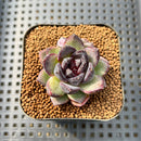 Echeveria 'Black Bear' 2" Succulent Plant Cutting
