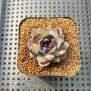 Echeveria 'Black Bear' 2" Succulent Plant Cutting