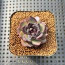 Echeveria 'Black Bear' 2" Succulent Plant Cutting