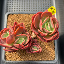 Echeveria 'Juliana 2" Succulent Plant Cutting