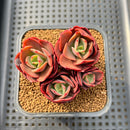 Echeveria 'Juliana 2" Succulent Plant Cutting