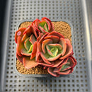 Echeveria 'Juliana 2" Succulent Plant Cutting