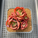 Echeveria 'Juliana 2" Succulent Plant Cutting