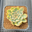 Echeveria Pulidonis Variegated 2" Succulent Plant Cutting